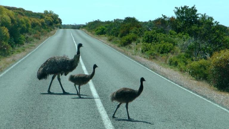 Emu-Familie im Innes Nationalpark